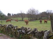Las vacas, RUBIAS GALLEGAS, pastando en Eiradela